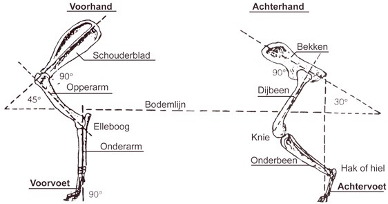 Hond voorhand achterhand