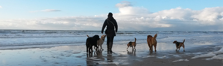 Honden los op het strand