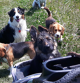 Puppy in een buggy