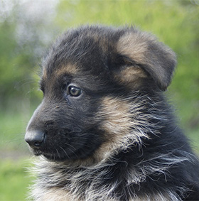 Puppytest Duitse Herder