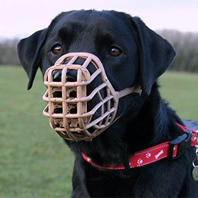 Hond en aansprakelijkheid