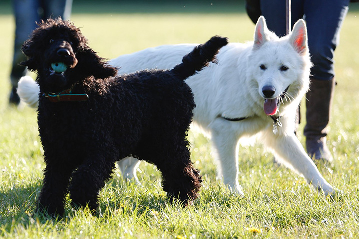 Interactie tussen 2 honden