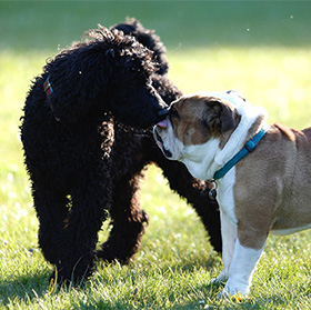 Ontmoeting tussen 2 honden