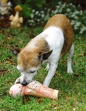 Democratie Bovenstaande effectief Kauwen is belangrijk voor je hond - Doggo.nl