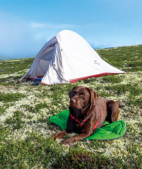 Hond voor de tent