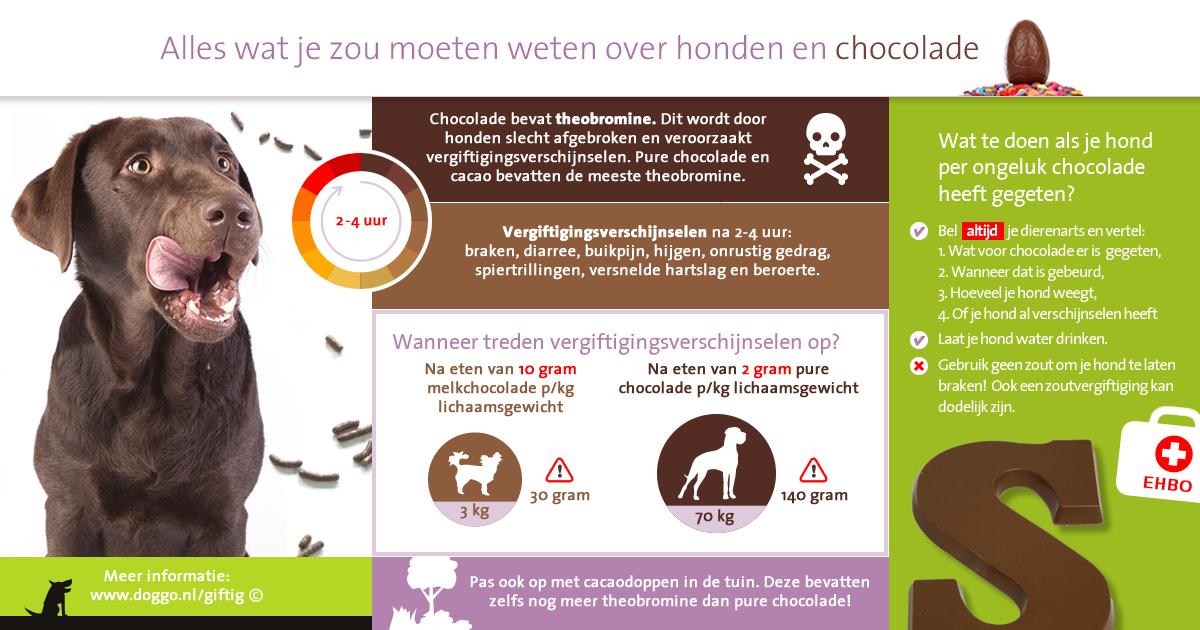 Infographic honden en chocolade