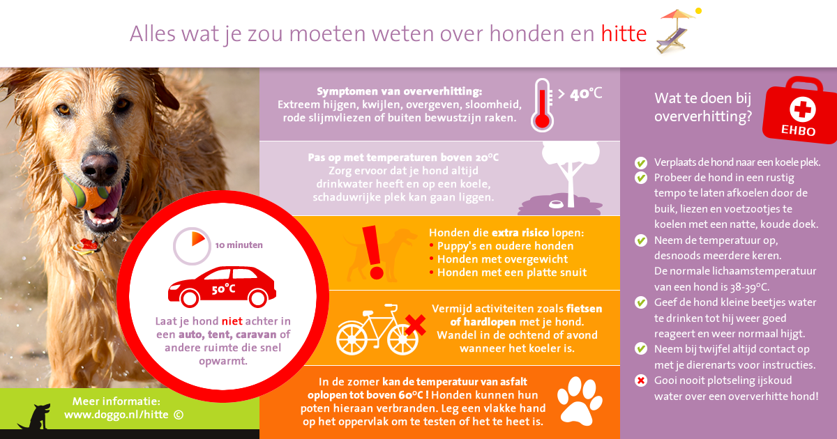 wetgeving golf telegram Warm weer is gevaarlijk voor honden - Doggo.nl