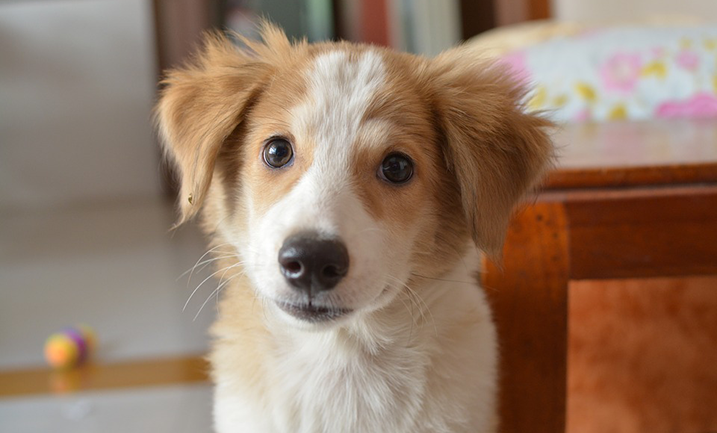 Pup zindelijk maken