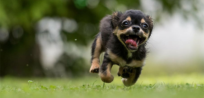 Puppy hyper