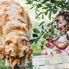 Golden Retriever met kind