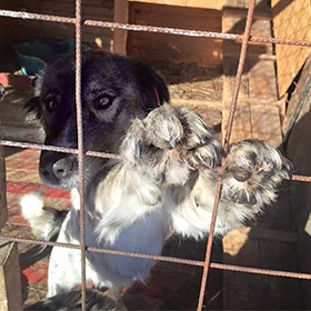 Hond in uit het buitenland adopteren