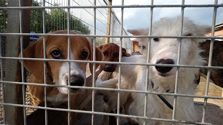 Honden in shelter