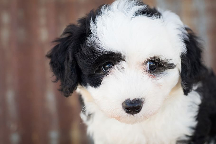 ik wil Editor zwart Wat kost een hond? - Doggo.nl