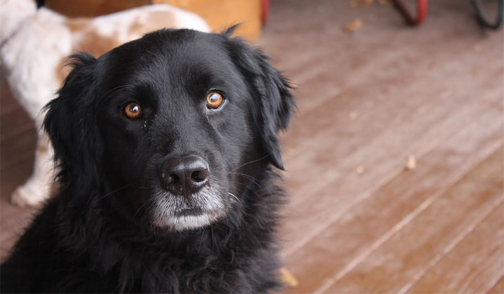 Herplaatsen van je hond