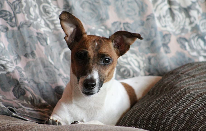 noot merk op Verbeteren Het herplaatsen van je hond - Doggo.nl