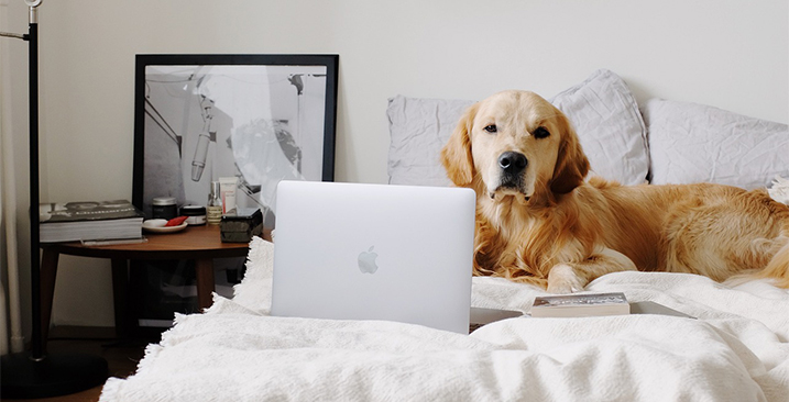 Hond laptop