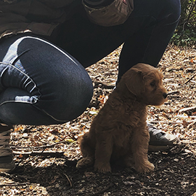 Puppy in het bos