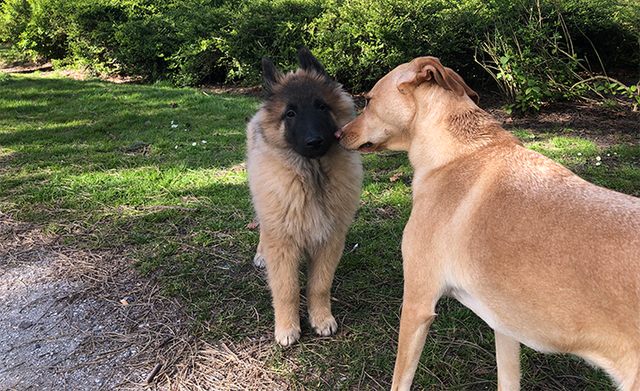 Socialiseren met andere honden