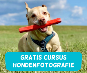 Hondenfotograferen met je smartphone
