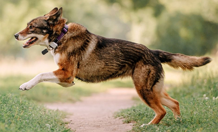 Buitenlandse hond met GPS-tracker