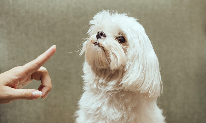 Mopperen tegen je hond