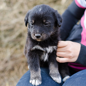 Puppy uit het buitenland