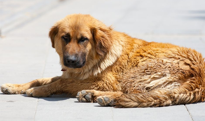 tank twijfel metriek De reis van een buitenlandse hond naar Nederland - Doggo.nl