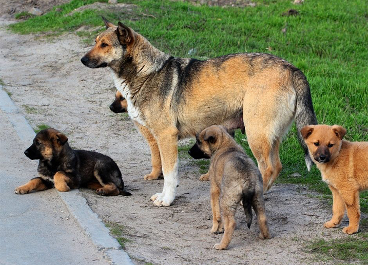 tank twijfel metriek De reis van een buitenlandse hond naar Nederland - Doggo.nl