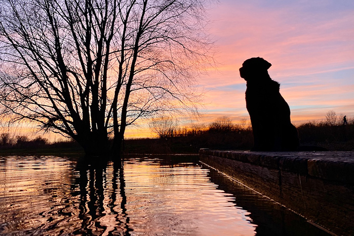 Foto hond zonsondergang