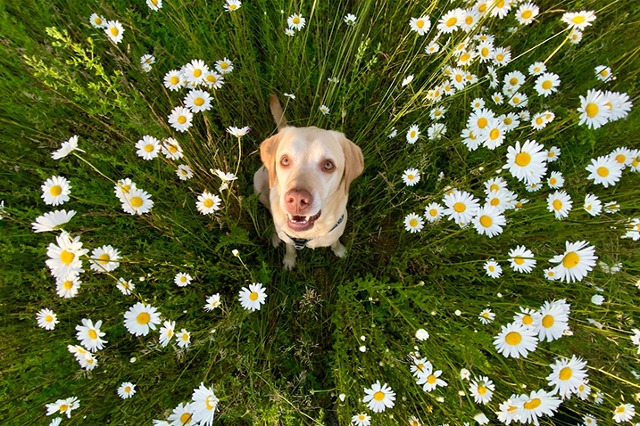 Hond op de foto