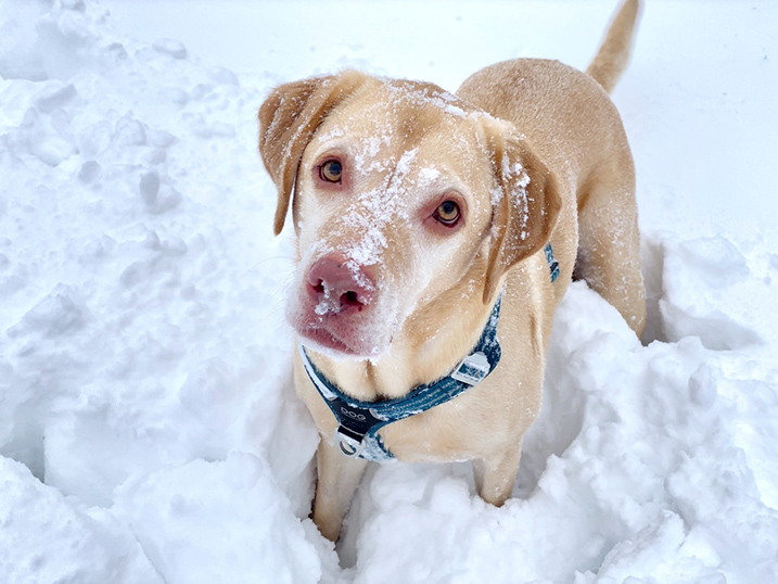 Foto van hond in de sneeuw