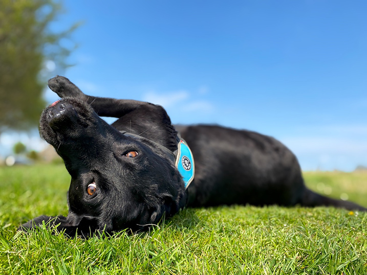 Hond op de foto