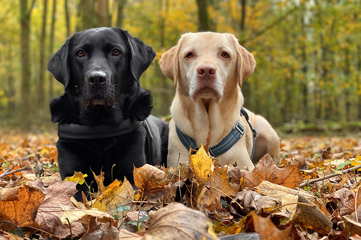 Honden op de foto