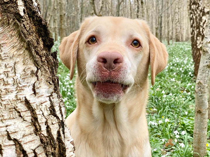 Portret hond