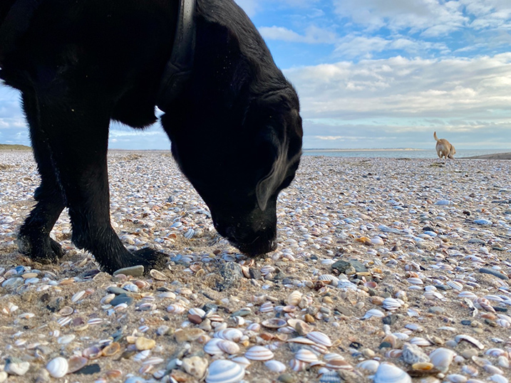 Strandfoto hond