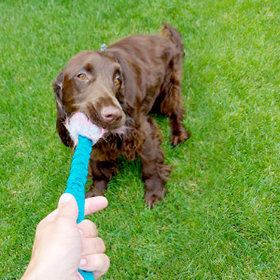 Samen spelen met je hond