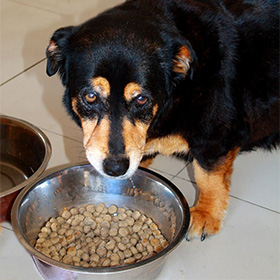 Hond wil niet eten