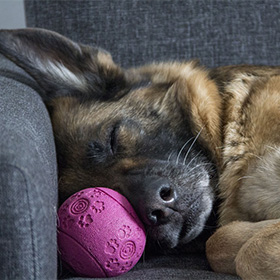 Hond op de bank