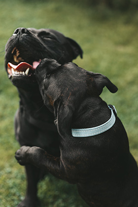 Stam radicaal gitaar Hoe speelt jouw hond het liefst? - Doggo.nl