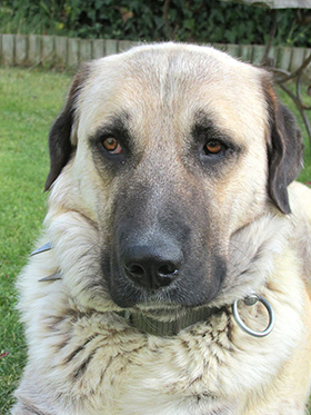  Anatolische herder of Kangal