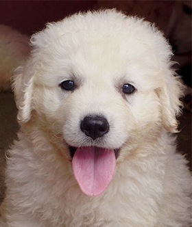 Kuvasz puppy