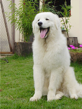 Kuvasz