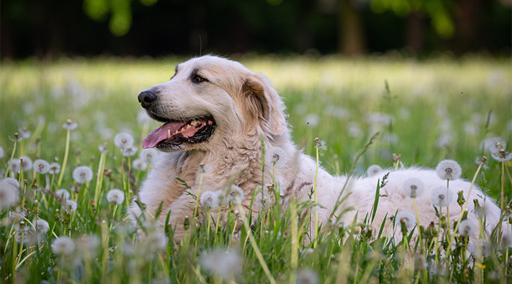 Pyreneese berghond