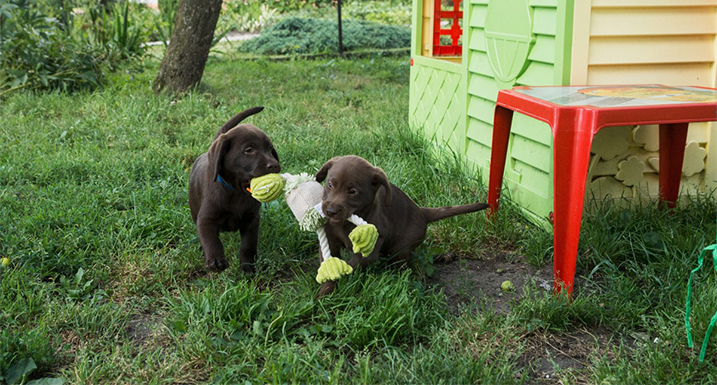 Puppy's met een speeltje in de mond