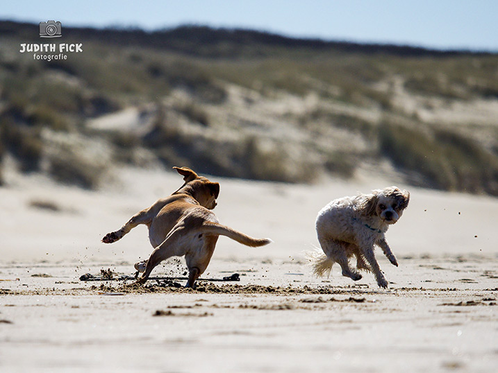 Niet alle honden willen spelen.