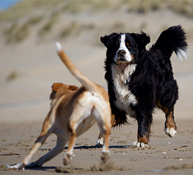 Willen alle honden spelen?