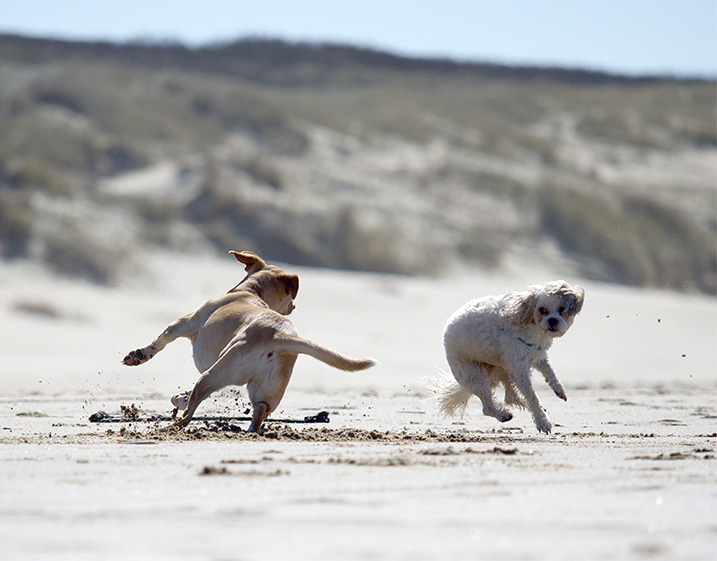 Bang voor andere honden