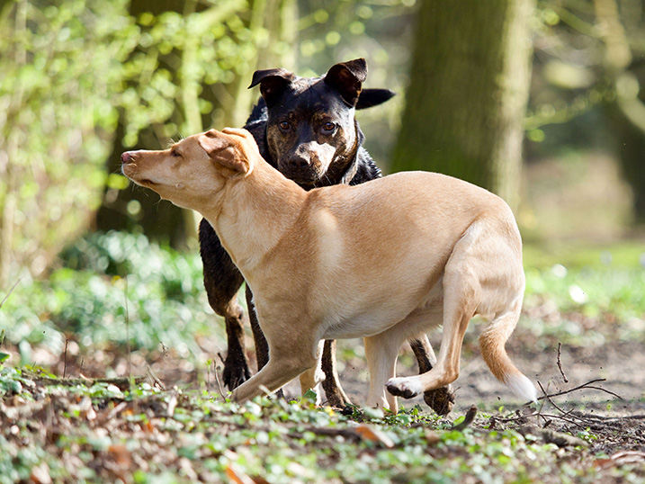 Ontmoeting tussen honden