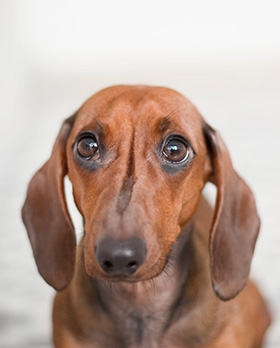 Stress bij honden