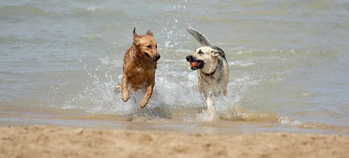 Honden spelen in de zee